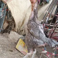 ی عدد مرغ طوسی