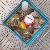 بلدرچین ۱۱ تا ۱ ماه و خورده ای
