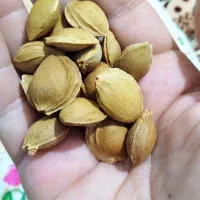 هسته‌قیسی‌‌شیرین‌وپرمغزکیلویی‌بفروش‌میرسد