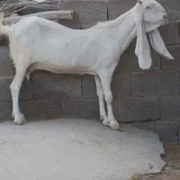 بز پاکستانی گلابی اصل عتیقه گوش بلند