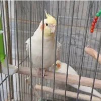 عروس هلندی