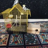 یک جفت عروس هلندی نروماده