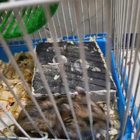 دوهمستر ماده سفید و سیاه با ۶ بچه بانمک با قفس|موش و خرگوش|تهران, چهارصد دستگاه|دیوار