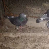 گمشده