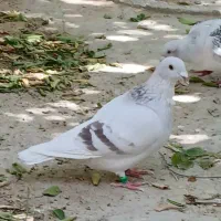 شوریستر ودلبر