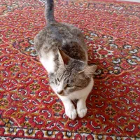 واگذاری
