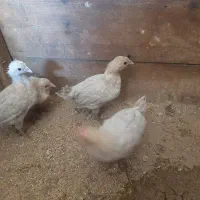 جوجه نژاد براکل ((نژاد خاص الیزه))