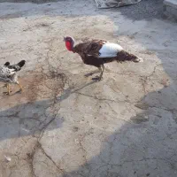 بوقلمون نر محلی