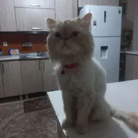 گربه پرشین نر ۳ ساله