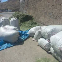 یونجه