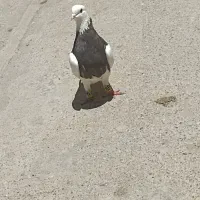 طوق