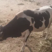 فروش گاو نر