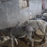 تعدادی نره الاغ کاری باری