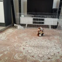 پارک سگ|لوازم جانبی حیوانات|تهران, خانی آباد نو جنوبی|دیوار