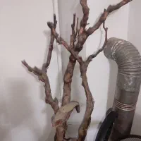 چوب آبنوس مخصوص آکواریوم
