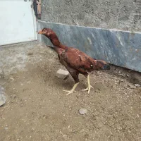 مرغ