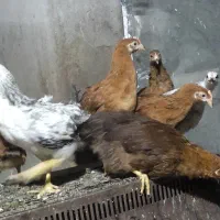 جوجه نیمچه سه ماهه و دو ماهه
