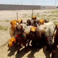 میش اصل بختیاری