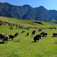 عرضه مستقیم گوسفند زنده از کلات نادر