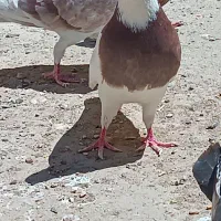 عروسک