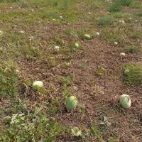 هندوانه گاوی