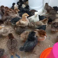 جوجه 20روزه گلپایگان سالم 110تومن