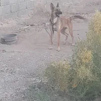 سگ مالینوز