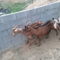 سه بز آلپاین اصل