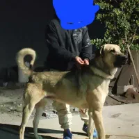 سگ پژدر عراقی