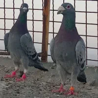کبوتردجفتگاه ساررسبز
