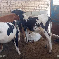 گوساله دوعدا شنگول 7ماه و9ماه