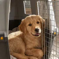 باکس اسکودو سایز ۸