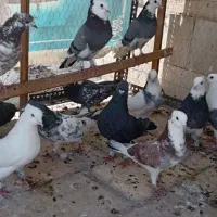 کفتر یکجایی