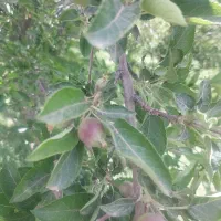 باغ سیب