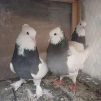 طوقی .سبز ۳تاماده