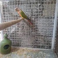 طوطی گرینجیک