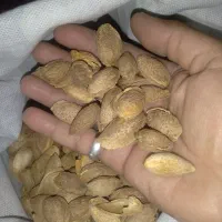 بادام پوست کاغذی شاهرودی رقم۱۳ (منقا)