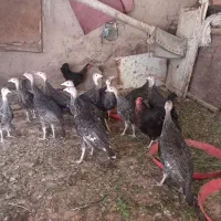جوجه بوقلمون