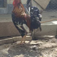 خروس گلین