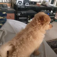 توله دختر ماده پامر ..ویک اشپیتز سه ساله