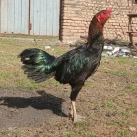 فروش جوجه لاری و تخم لاری