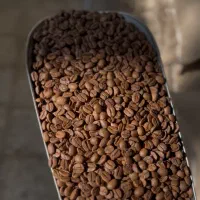 دان قهوه عربیکا ریو