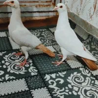 کبوتر