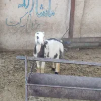 فروش ۲راس بره نر