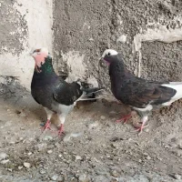 کفتر پرشی