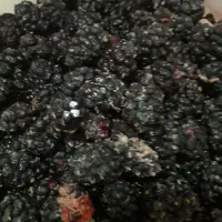 شاتوت