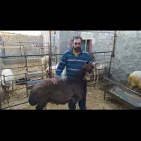 فروش قوچ هترو