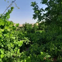 فروش باغ انگور در زوارم