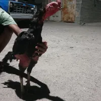 خروس