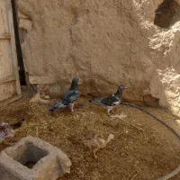 کبوتر|پرنده|زابل, |دیوار